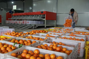 江南鎮(zhèn)農(nóng)產(chǎn)品初加工廠正式投產(chǎn)運營，助力初級農(nóng)產(chǎn)品收購與產(chǎn)業(yè)升級