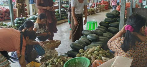 緬甸糧食安全拉響警報 基礎食品價格飆升，初級農產品收購體系面臨挑戰